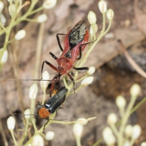 Gminatus australis at Hawker, ACT - 10 Jan 2022