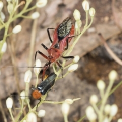 Gminatus australis (Orange assassin bug) at Hawker, ACT - 10 Jan 2022 by AlisonMilton