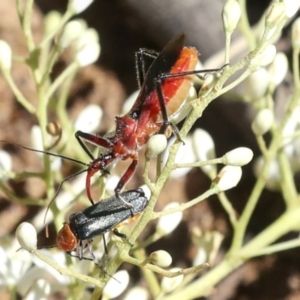 Gminatus australis at Hawker, ACT - 10 Jan 2022