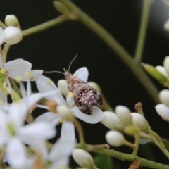Tebenna micalis (Small Thistle Moth) at Mongarlowe River - 10 Feb 2022 by LisaH