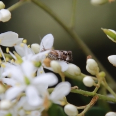 Tebenna micalis at Mongarlowe, NSW - suppressed