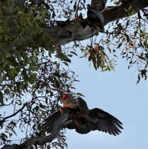 Callocephalon fimbriatum at Hughes, ACT - 9 Feb 2022