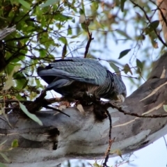 Callocephalon fimbriatum at Hughes, ACT - 9 Feb 2022