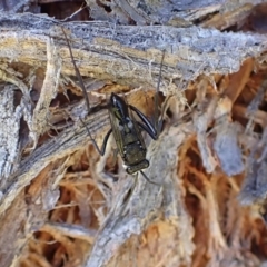 Acanthinevania sp. (genus) (Hatchet wasp) at Murrumbateman, NSW - 10 Feb 2022 by SimoneC