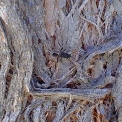 Acanthinevania sp. (genus) at Murrumbateman, NSW - 10 Feb 2022