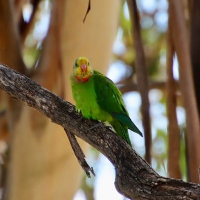 Polytelis swainsonii (Superb Parrot) at Hughes, ACT - 7 Feb 2022 by LisaH