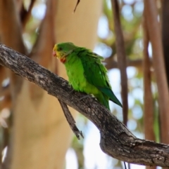 Polytelis swainsonii at Hughes, ACT - 8 Feb 2022