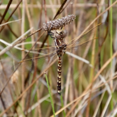 Adversaeschna brevistyla (Blue-spotted Hawker) at Deakin, ACT - 7 Feb 2022 by LisaH