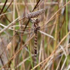 Unidentified Dragonfly & Damselfly (Odonata) at Deakin, ACT - 7 Feb 2022 by LisaH
