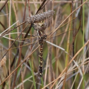 Adversaeschna brevistyla at GG169 - 7 Feb 2022 11:02 AM