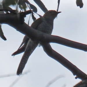 Cacomantis flabelliformis at Paddys River, ACT - 8 Feb 2022 05:00 PM