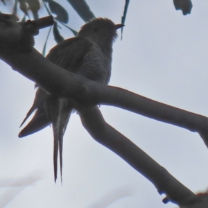 Cacomantis flabelliformis at Paddys River, ACT - 8 Feb 2022 05:00 PM