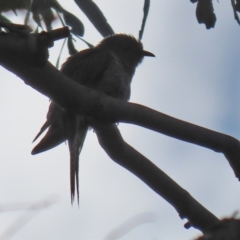 Cacomantis flabelliformis at Paddys River, ACT - 8 Feb 2022