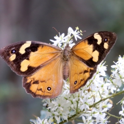 Heteronympha merope (Common Brown Butterfly) at Paddys River, ACT - 8 Feb 2022 by RodDeb