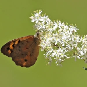 Heteronympha merope at Paddys River, ACT - 8 Feb 2022