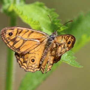 Geitoneura acantha at Paddys River, ACT - 8 Feb 2022 02:12 PM