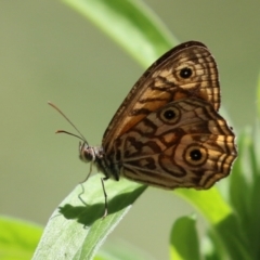 Geitoneura acantha at Paddys River, ACT - 8 Feb 2022