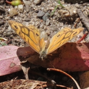 Geitoneura acantha at Paddys River, ACT - 8 Feb 2022