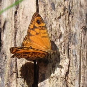 Geitoneura acantha at Paddys River, ACT - 8 Feb 2022 02:12 PM