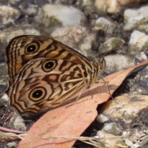 Geitoneura acantha at Paddys River, ACT - 8 Feb 2022