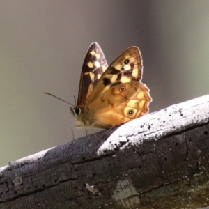 Heteronympha paradelpha at Paddys River, ACT - 8 Feb 2022