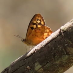 Heteronympha paradelpha at Paddys River, ACT - 8 Feb 2022