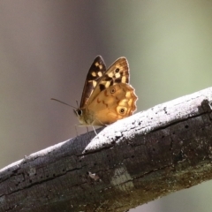 Heteronympha paradelpha at Paddys River, ACT - 8 Feb 2022