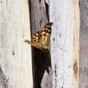 Heteronympha paradelpha at Paddys River, ACT - 8 Feb 2022