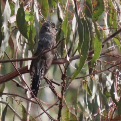 Cacomantis flabelliformis (Fan-tailed Cuckoo) at Paddys River, ACT - 8 Feb 2022 by RodDeb
