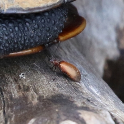 Ecnolagria grandis (Honeybrown beetle) at Paddys River, ACT - 8 Feb 2022 by RodDeb