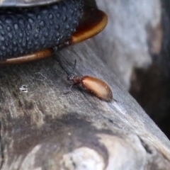 Ecnolagria grandis at Paddys River, ACT - 8 Feb 2022