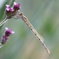 Unidentified Damselfly (Zygoptera) (TBC) at Paddys River, ACT - 8 Feb 2022 by RodDeb