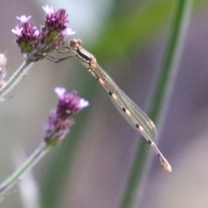 Austrolestes leda at Tidbinbilla Nature Reserve - 8 Feb 2022