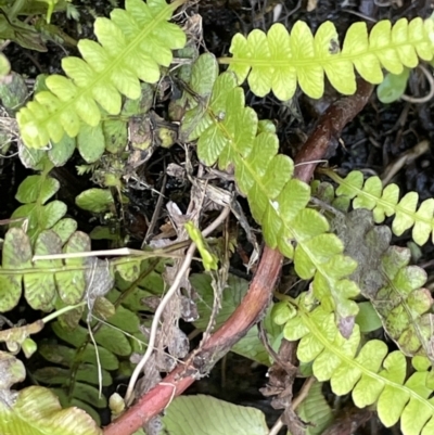 Blechnum penna-marina (Alpine Water Fern) at Namadgi National Park - 10 Feb 2022 by JaneR