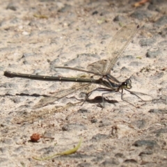 Argiolestidae (family) (Flatwings) at Tidbinbilla Nature Reserve - 8 Feb 2022 by RodDeb