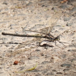 Argiolestidae (family) at Tidbinbilla Nature Reserve - 8 Feb 2022