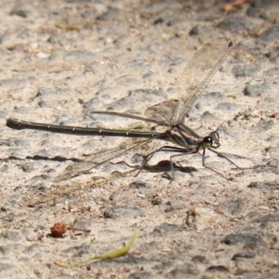 Argiolestidae (family) (Flatwings) at Tidbinbilla Nature Reserve - 8 Feb 2022 by RodDeb