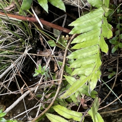 Blechnum wattsii (Hard Water Fern) at Cotter River, ACT - 10 Feb 2022 by JaneR