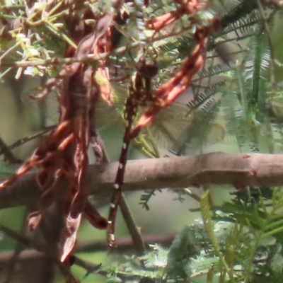 Austroaeschna sp. (genus) at Tidbinbilla Nature Reserve - 8 Feb 2022 by RodDeb