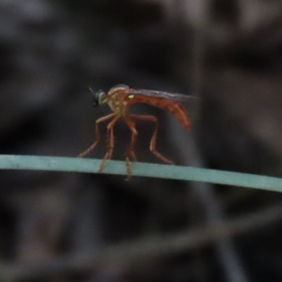 Humerolethalis sergius (Robber fly) at Tidbinbilla Nature Reserve - 8 Feb 2022 by RodDeb