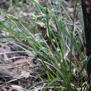 Humerolethalis sergius at Paddys River, ACT - 8 Feb 2022 02:36 PM