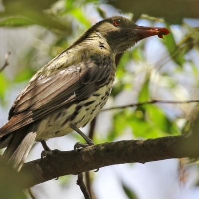 Oriolus sagittatus (Olive-backed Oriole) at Tidbinbilla Nature Reserve - 8 Feb 2022 by RodDeb