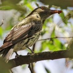 Oriolus sagittatus (Olive-backed Oriole) at Paddys River, ACT - 8 Feb 2022 by RodDeb