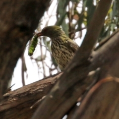 Oriolus sagittatus at Paddys River, ACT - 8 Feb 2022 01:28 PM