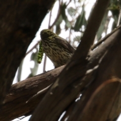 Oriolus sagittatus at Paddys River, ACT - 8 Feb 2022