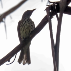 Oriolus sagittatus at Paddys River, ACT - 8 Feb 2022