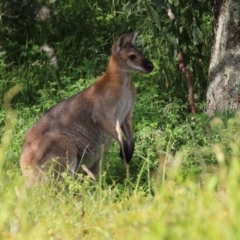 Notamacropus rufogriseus (Red-necked Wallaby) at Paddys River, ACT - 8 Feb 2022 by RodDeb