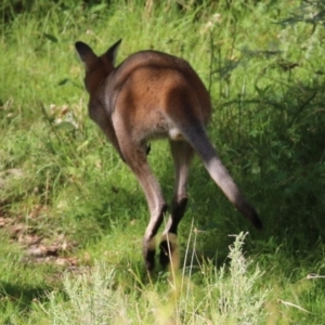 Notamacropus rufogriseus at Paddys River, ACT - 8 Feb 2022