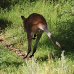 Notamacropus rufogriseus at Paddys River, ACT - 8 Feb 2022