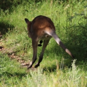 Notamacropus rufogriseus at Paddys River, ACT - 8 Feb 2022